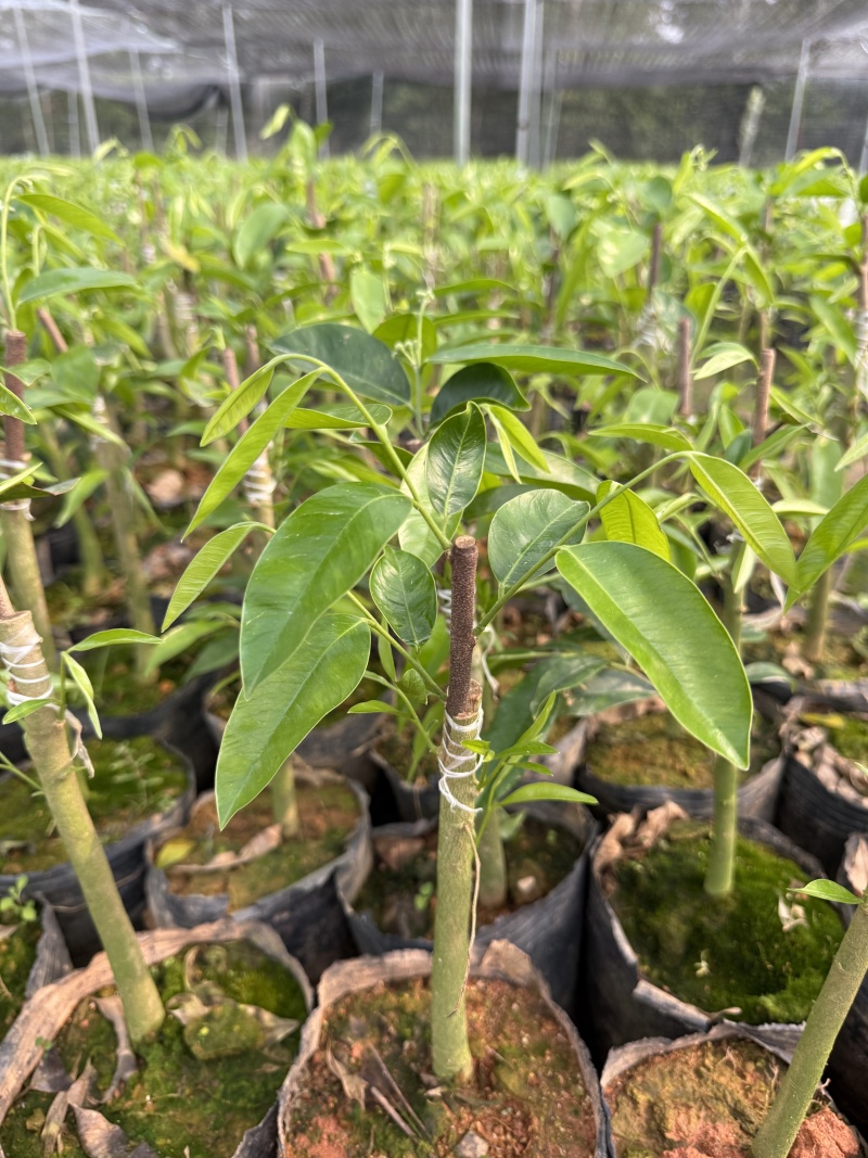 广东茂名奇楠沉香苗木基地直发欢迎上门选购