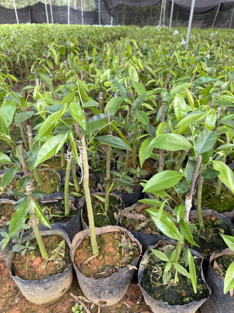 广东茂名奇楠沉香苗木基地直发欢迎上门选购