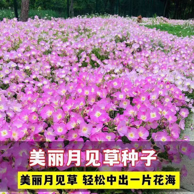 美丽月见草种子粉花多年生宿根花卉种子种春秋播草花种子