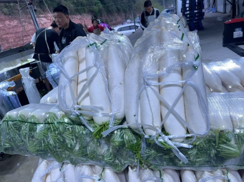 精品白萝卜散装袋装均可支持