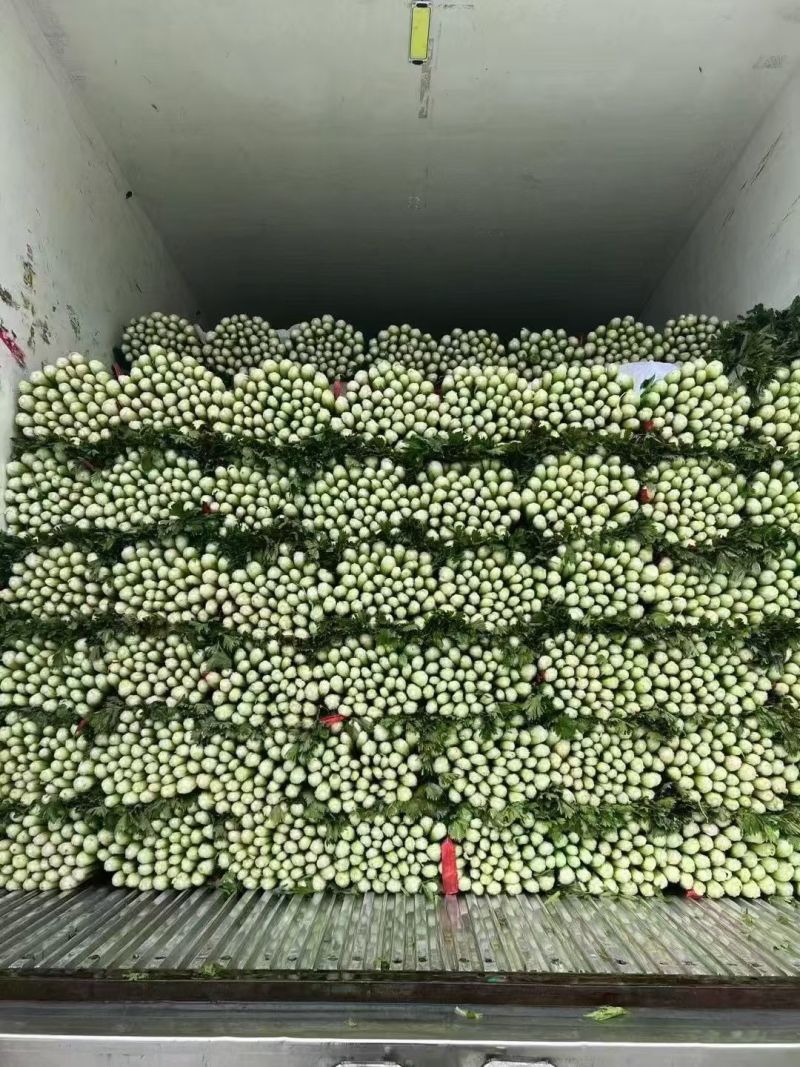 河北邯郸中细颗芹菜大量上市，质量有保障，一条龙服务，欢迎