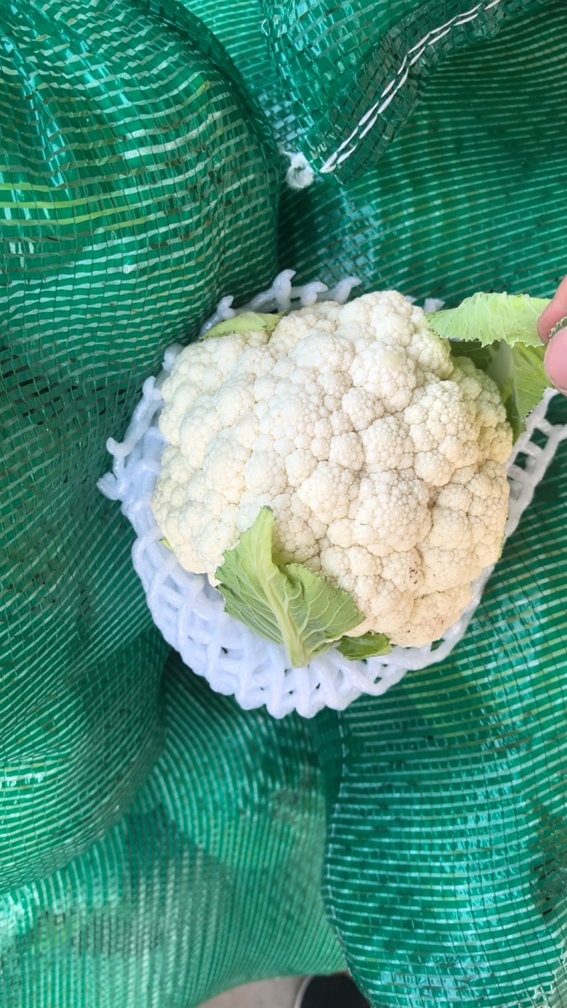云南花菜