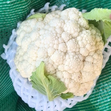 云南花菜