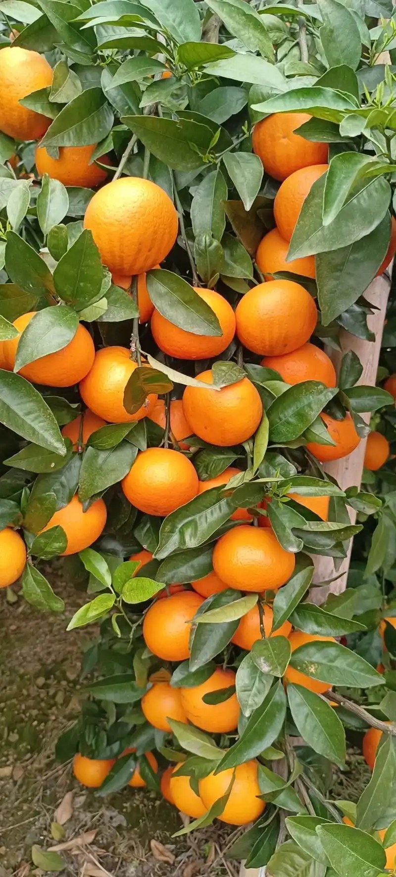 大量沃柑出售果园现摘