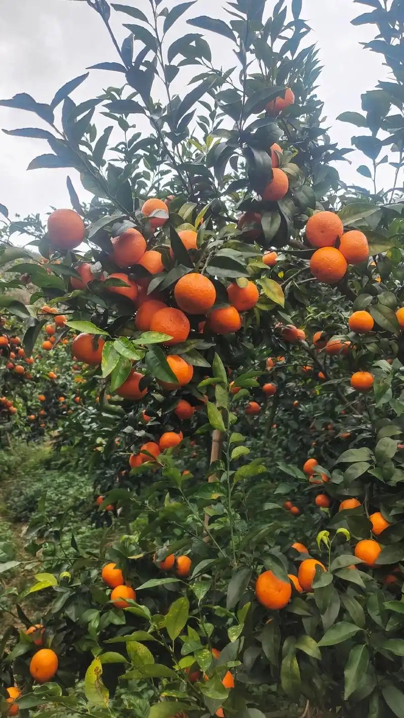 大量沃柑出售果园现摘