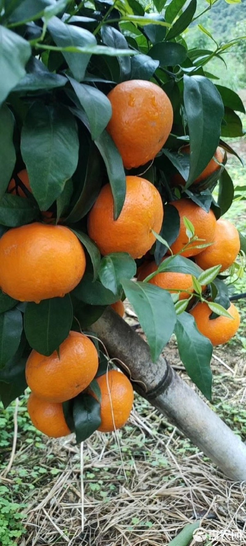 大量沃柑出售果园现摘