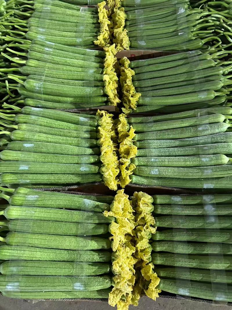 江苏精品丝瓜，产地直发，货源充足，对接各大电商批发市场等