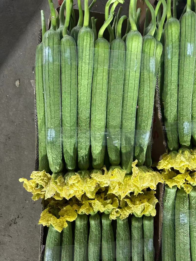 江苏精品丝瓜，产地直发，货源充足，对接各大电商批发市场等