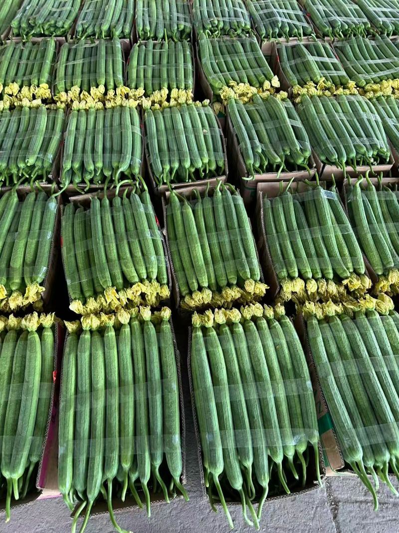 江苏精品丝瓜，产地直发，货源充足，对接各大电商批发市场等