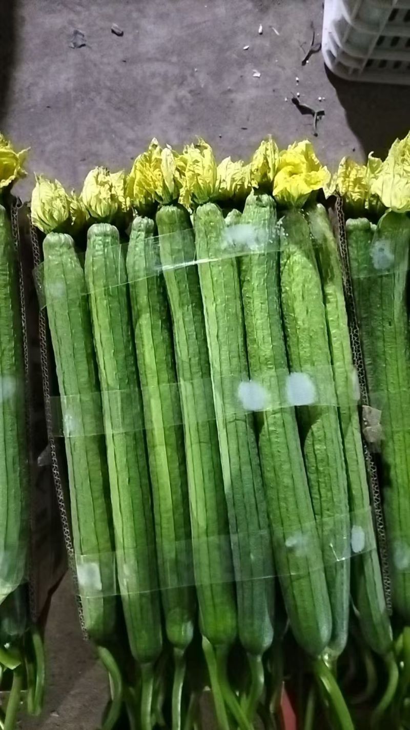 东海丝瓜已上市，物美价优，诚信经营，可视频看货，量大从优