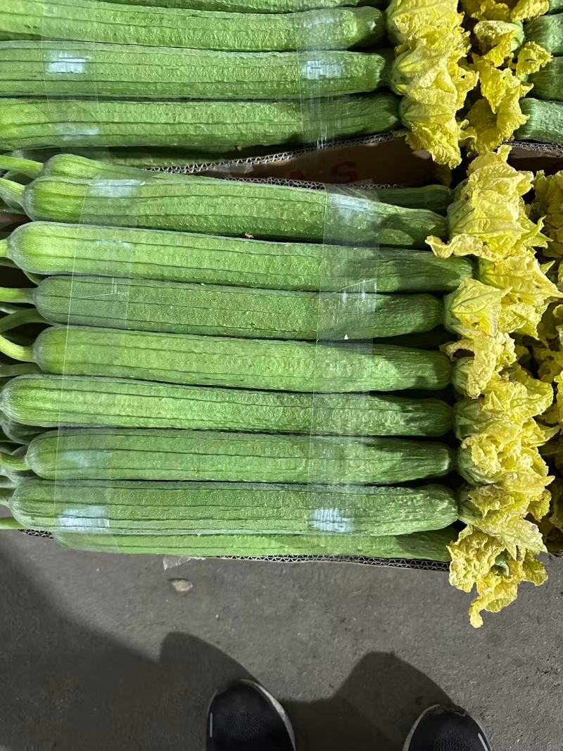 东海丝瓜已上市，物美价优，诚信经营，可视频看货，量大从优