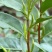 2026年江西浮梁茶叶嫩芽明前毛尖茶
