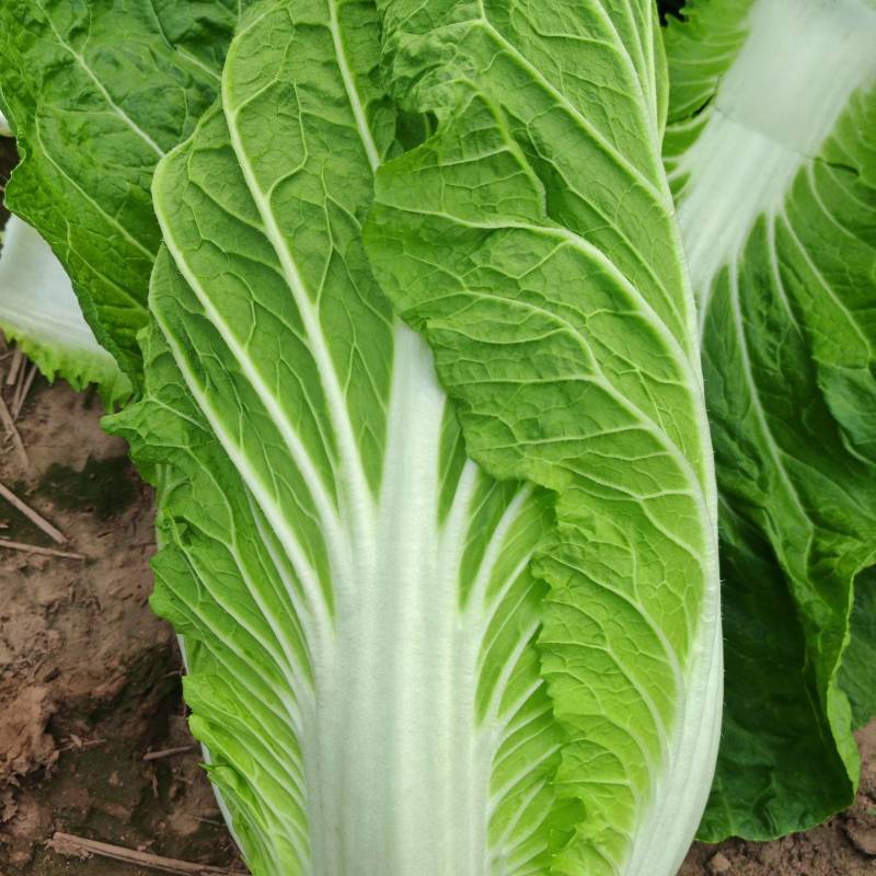 河北临漳黄心白菜加工厂货