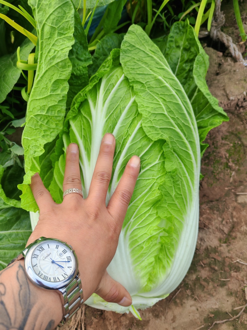 河北临漳黄心白菜加工厂货
