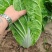 河北临漳黄心白菜加工厂货