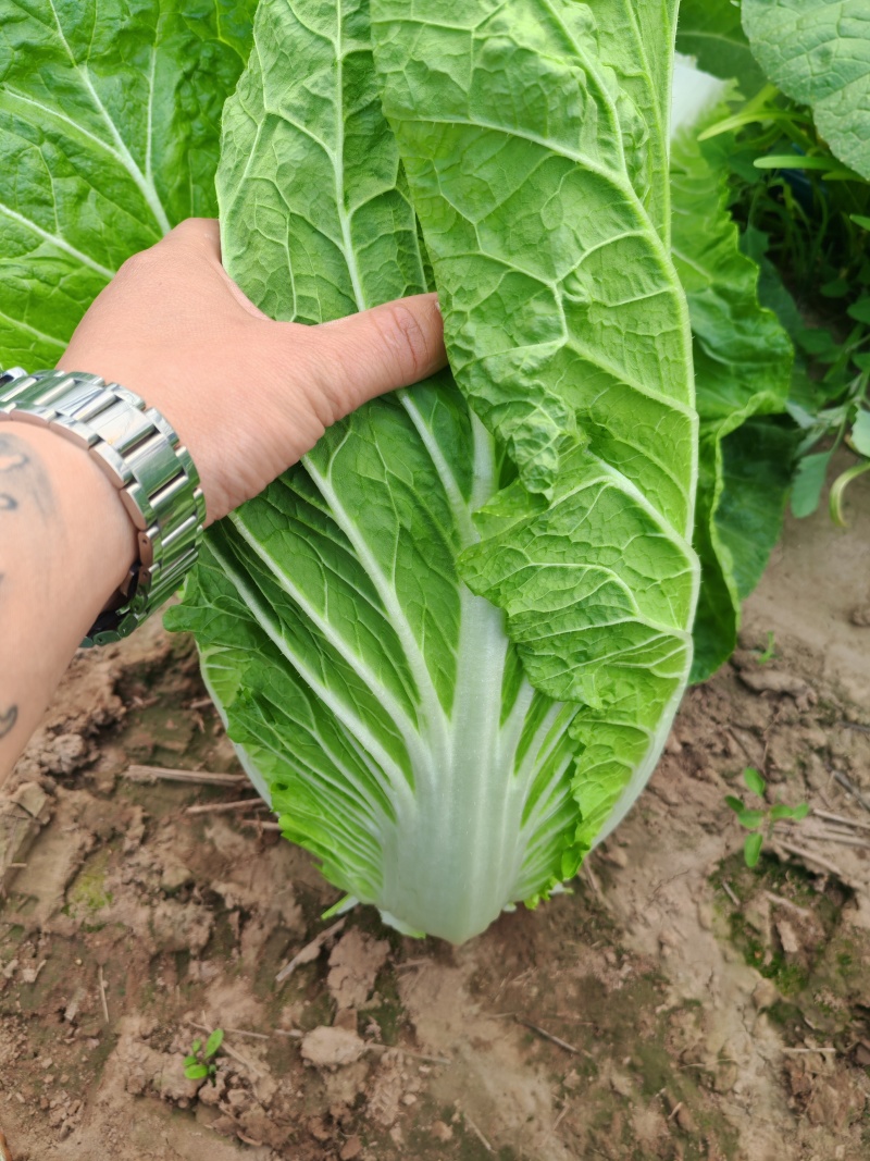 河北临漳黄心白菜加工厂货