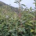 2026年江西浮梁茶叶嫩芽明前毛尖茶