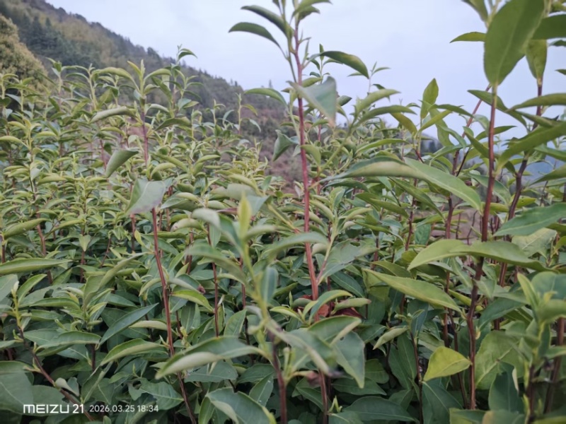 2026年江西浮梁茶叶嫩芽明前毛尖茶