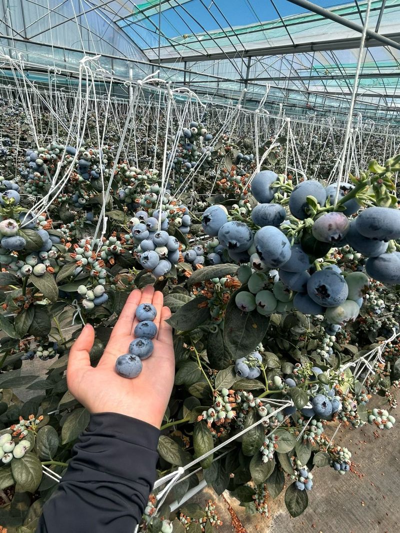 蓝莓颗颗爆汁，清甜润口，各种品都有