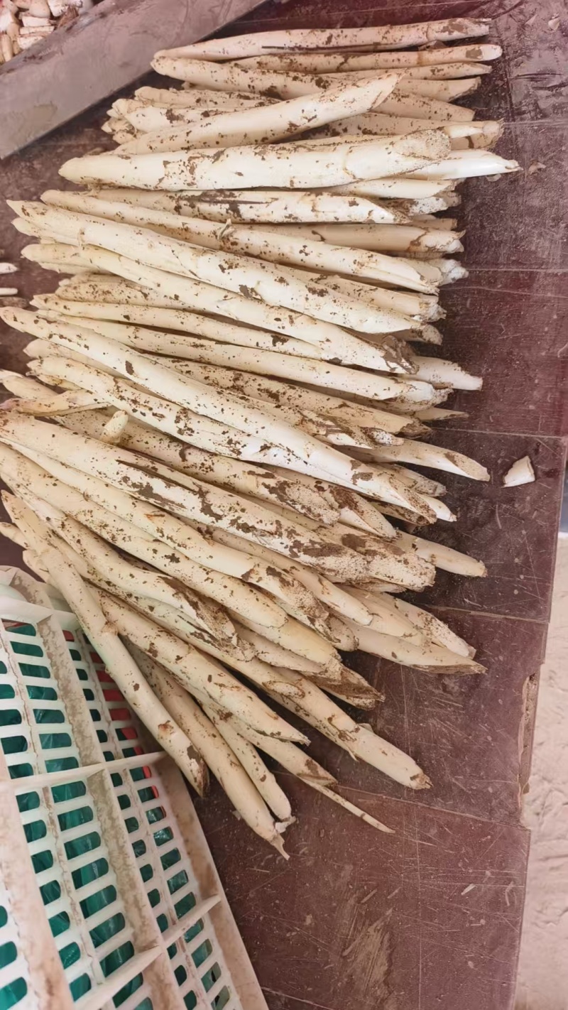 山东曹县白芦笋产地直供新鲜白芦笋批发规格齐全量大从优