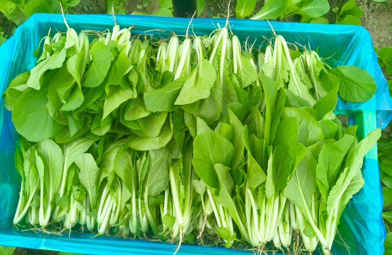 大棚鸡毛菜杭白菜
