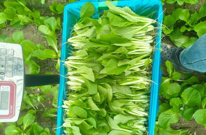 大棚鸡毛菜杭白菜