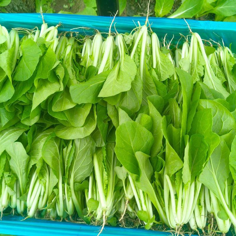 大棚鸡毛菜杭白菜