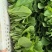 大棚鸡毛菜杭白菜