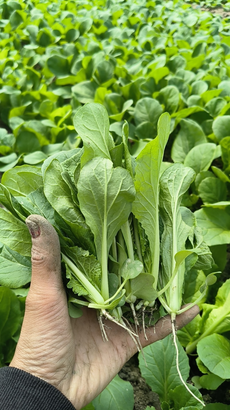 大棚鸡毛菜杭白菜