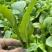 大棚鸡毛菜杭白菜