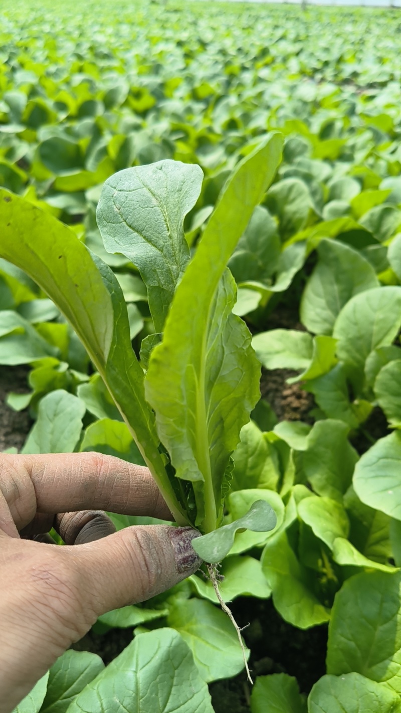 大棚鸡毛菜杭白菜