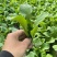 大棚鸡毛菜杭白菜