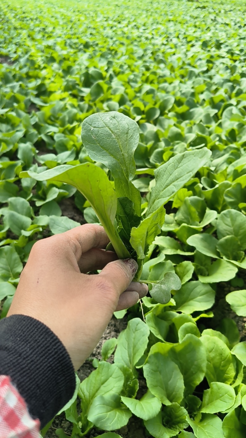 大棚鸡毛菜杭白菜