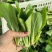 大棚鸡毛菜杭白菜