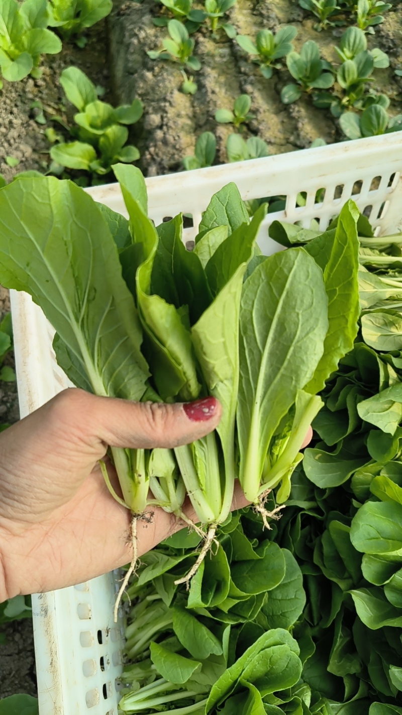 大棚鸡毛菜杭白菜