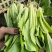 大棚鸡毛菜杭白菜