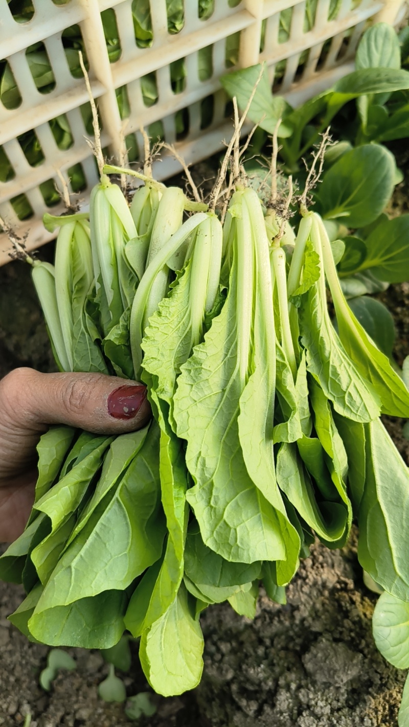 大棚鸡毛菜杭白菜