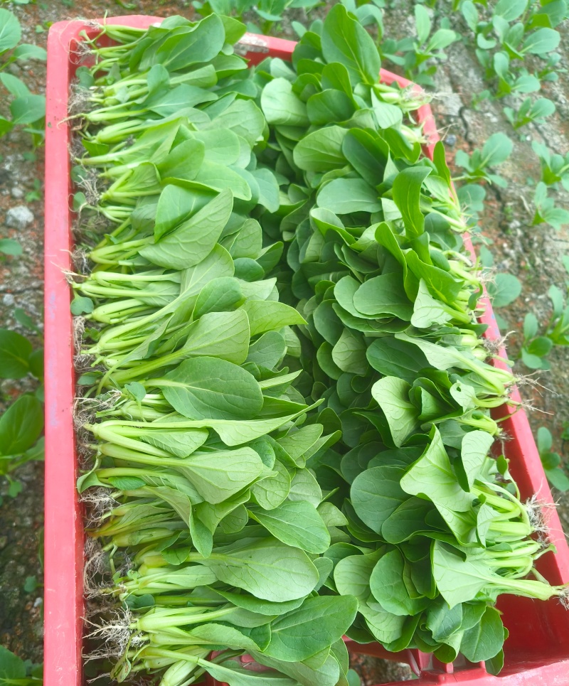 当季大棚鸡毛菜+杭白菜苗，新鲜直达，营养又美