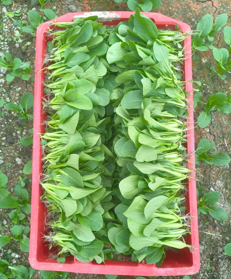 当季大棚鸡毛菜+杭白菜苗，新鲜直达，营养又美
