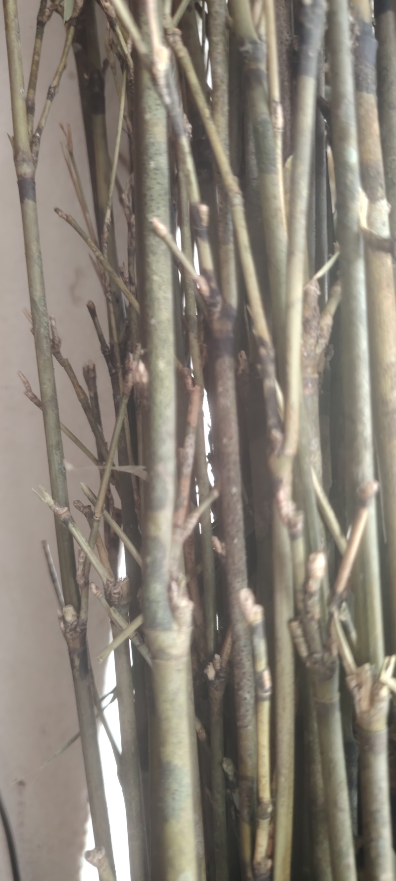 香妃竹，红香妃
