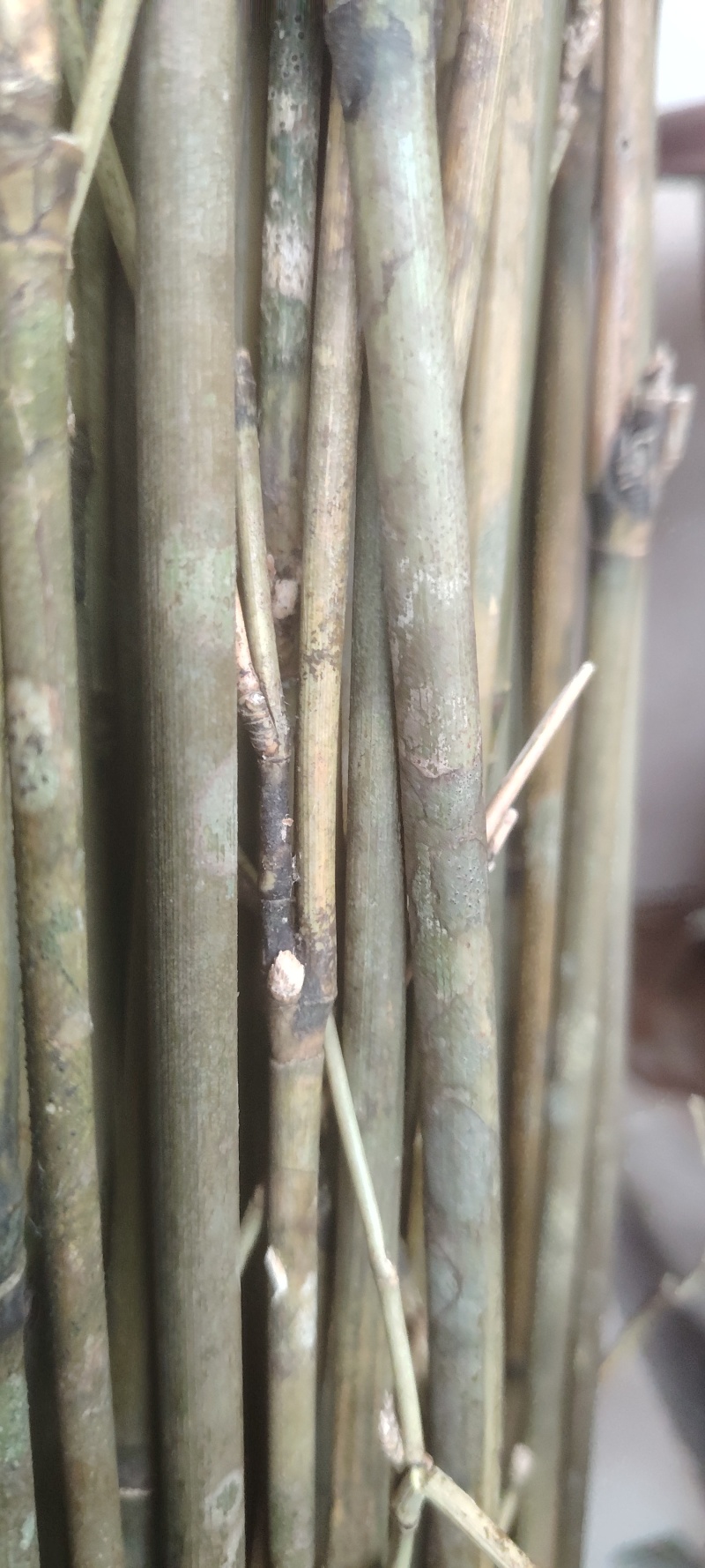 香妃竹，红香妃