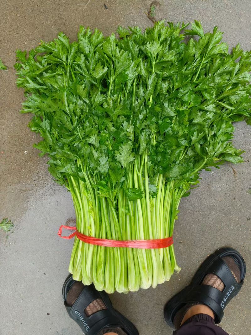 吉林产区芹菜大量有货。欢迎各位老板前来洽谈，合作共赢