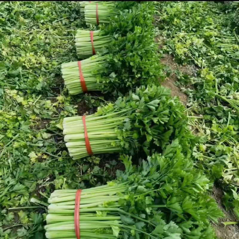 吉林产区芹菜大量有货。欢迎各位老板前来洽谈，合作共赢