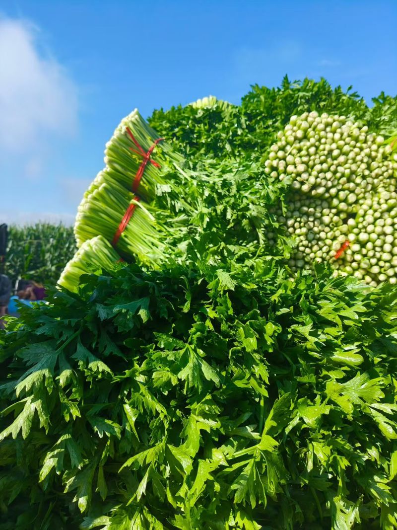 吉林产区芹菜大量有货。欢迎各位老板前来洽谈，合作共赢