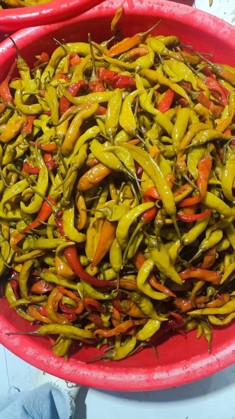 泡椒酸辣椒泡菜厂直供产地直发一手货源