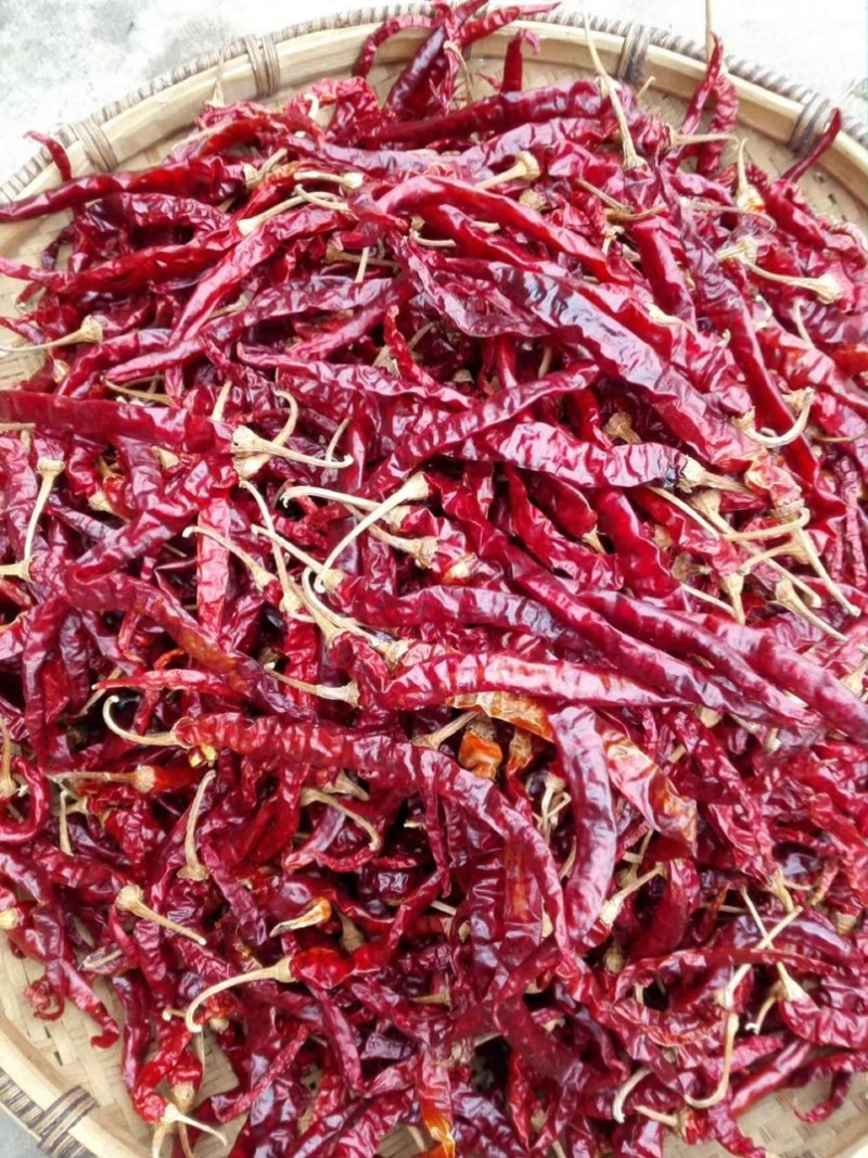 二荆条批发，大量现货速发，保质保量欢迎选购