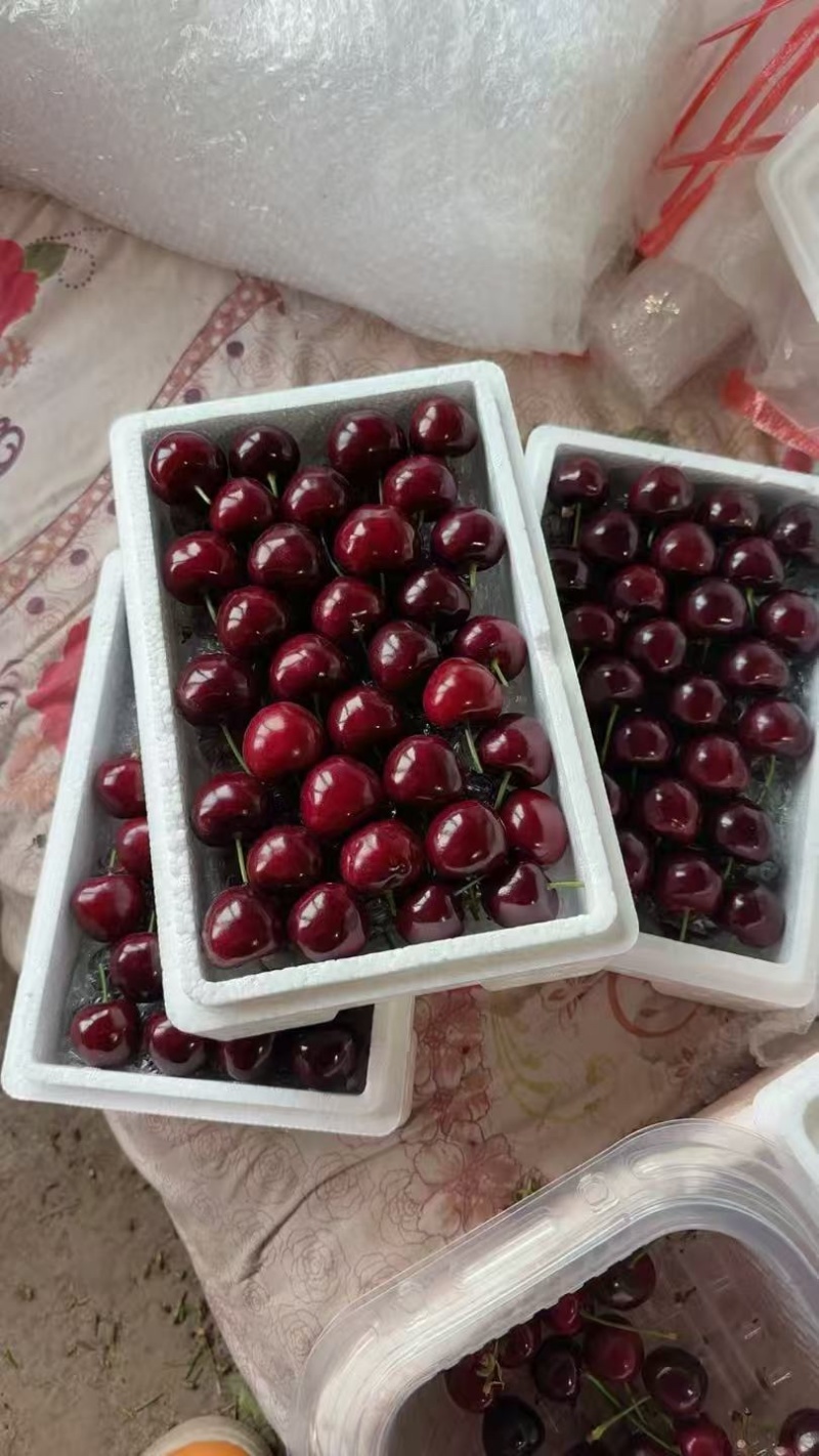 精品美早樱桃大量供应，口感好，货源充足，新鲜发货