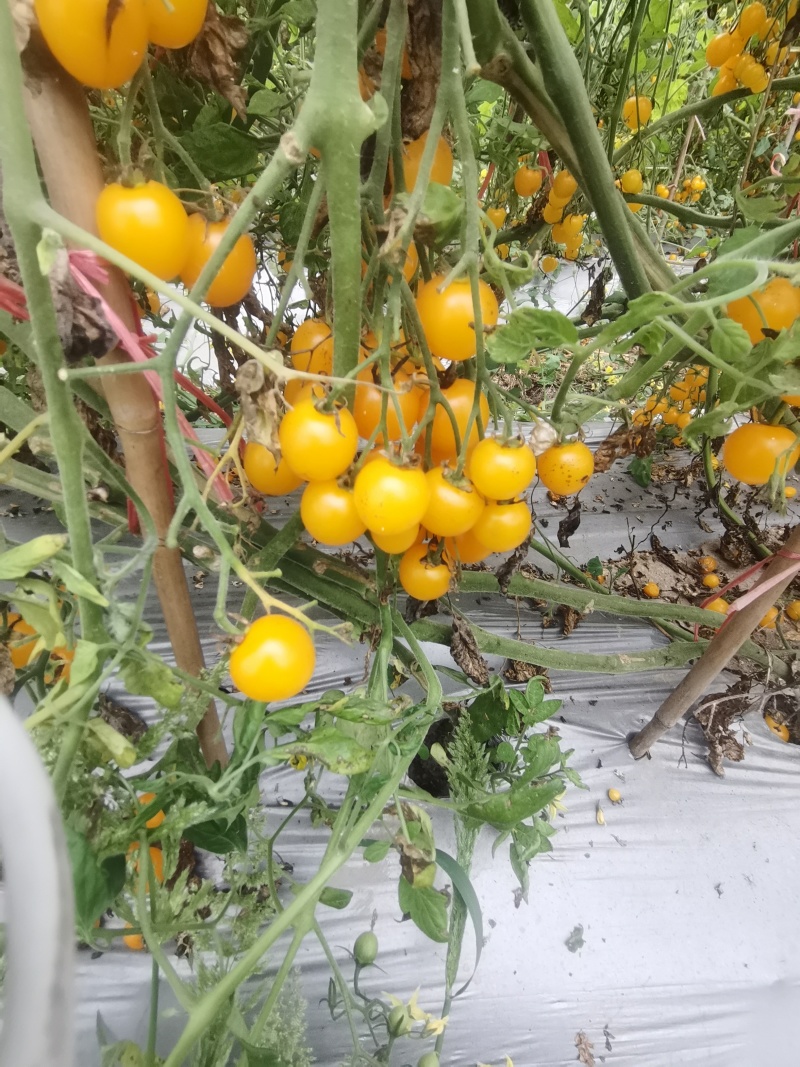 现摘现发小番茄温州产千禧果甜度高皮薄多汁水果小西红柿圣女果