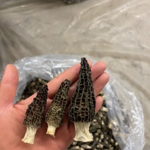 羊肚菌干货，头茬干货