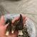 羊肚菌干货，头茬干货